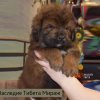Щенки от пары Ерик х Конфета